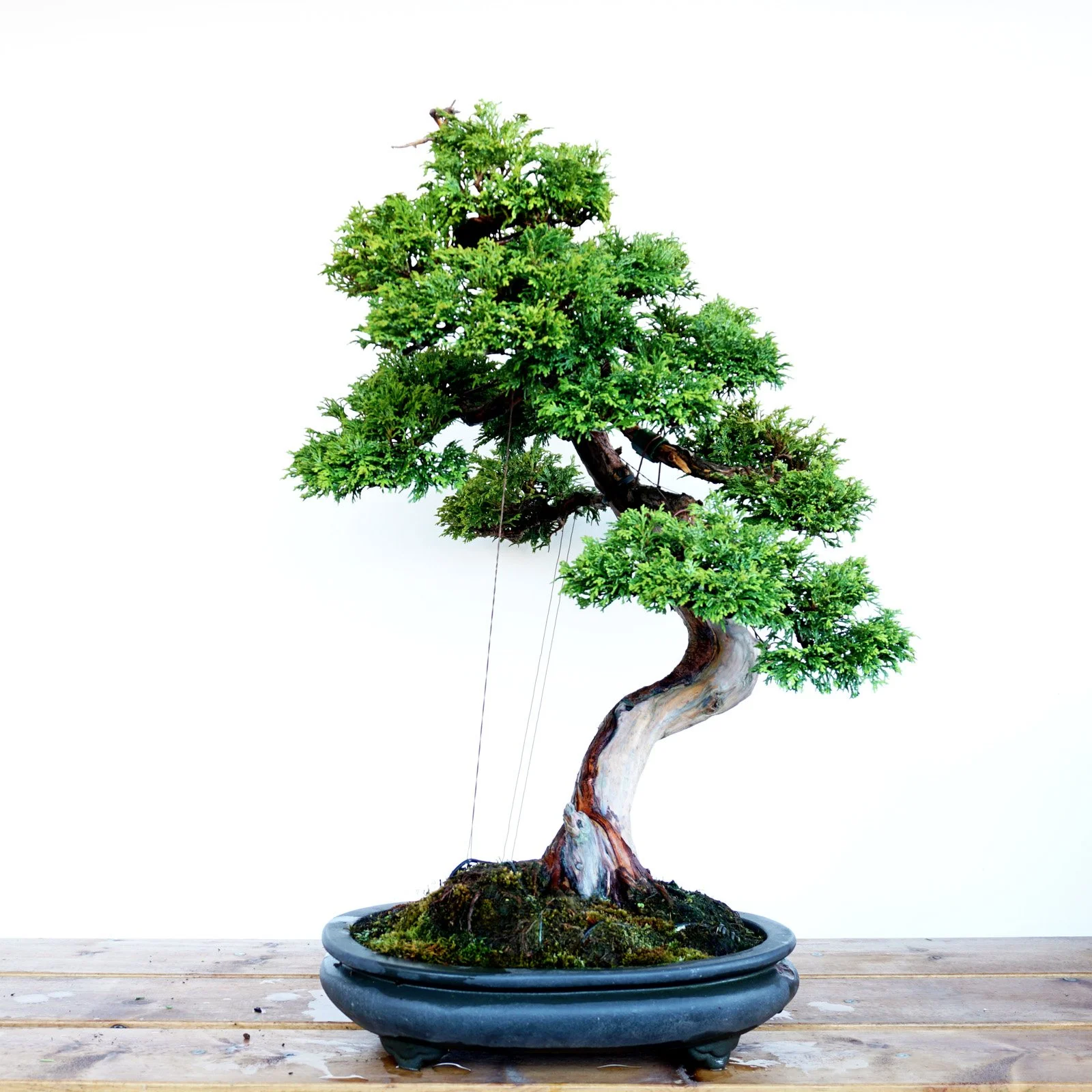 bonsai — notanautomatom
